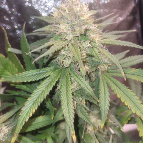 Sour deisel auto 1 growlog timeline photo