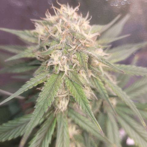 Sour deisel auto 1 growlog timeline photo