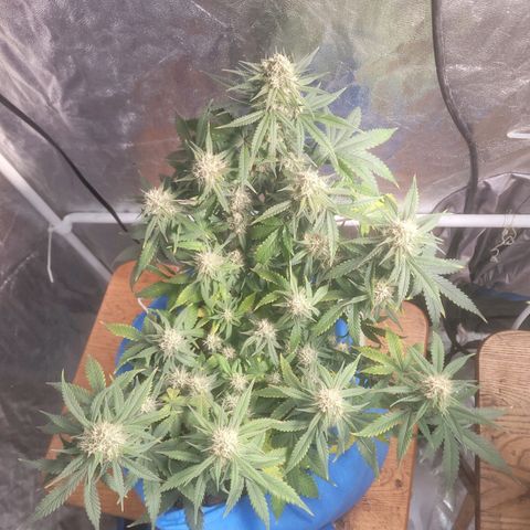 Sour deisel auto 1 growlog timeline photo