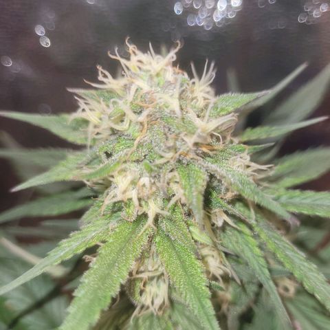 Sour deisel auto 1 growlog timeline photo