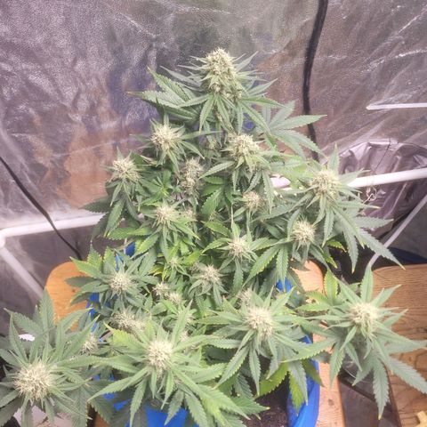 Sour deisel auto 1 growlog timeline photo