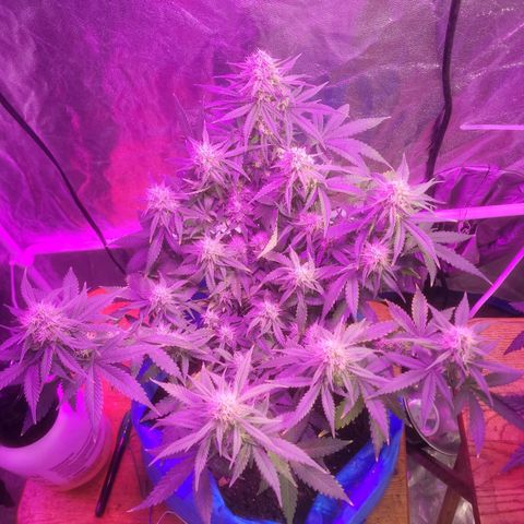 Sour deisel auto 1 growlog timeline photo