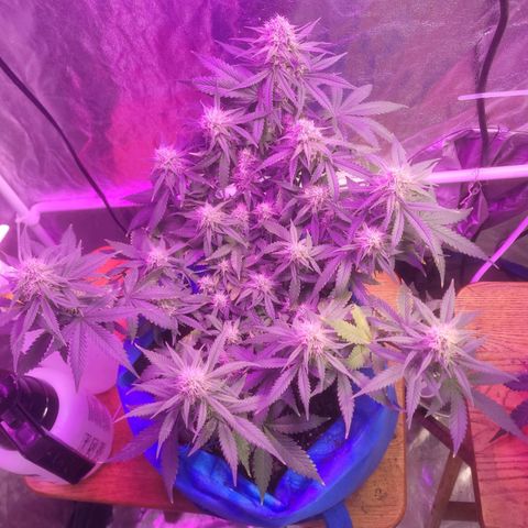 Sour deisel auto 1 growlog timeline photo