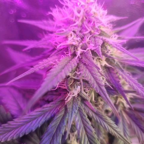 Sour deisel auto 1 growlog timeline photo