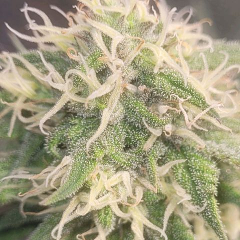 Sour deisel auto 1 growlog timeline photo