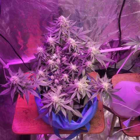 Sour deisel auto 1 growlog timeline photo