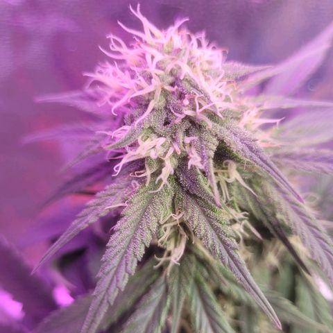 Sour deisel auto 1 growlog timeline photo