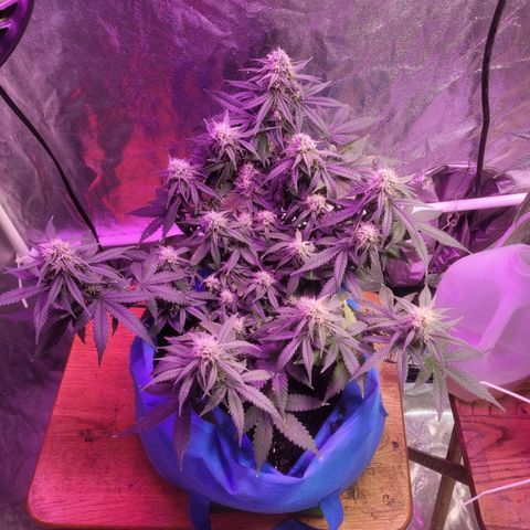 Sour deisel auto 1 growlog timeline photo