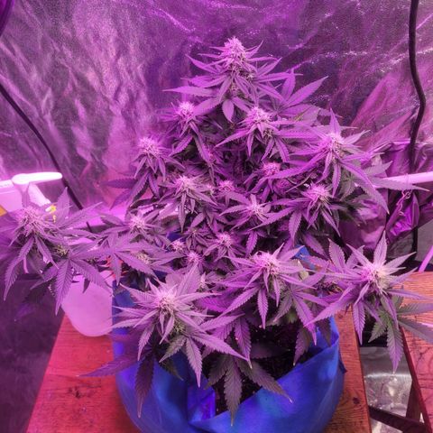 Sour deisel auto 1 growlog timeline photo