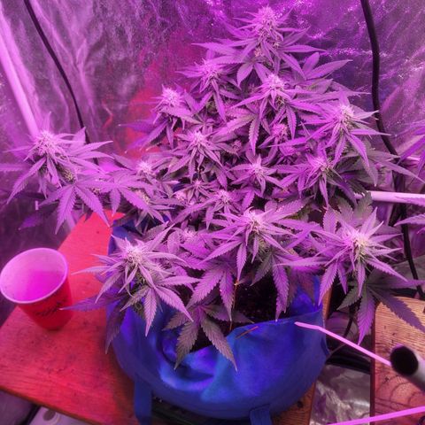 Sour deisel auto 1 growlog timeline photo