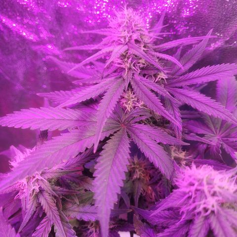 Sour deisel auto 1 growlog timeline photo