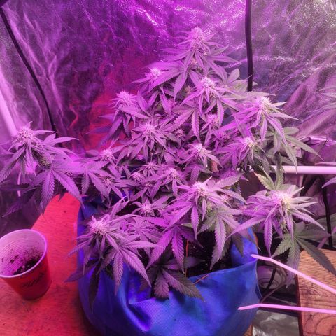 Sour deisel auto 1 growlog timeline photo