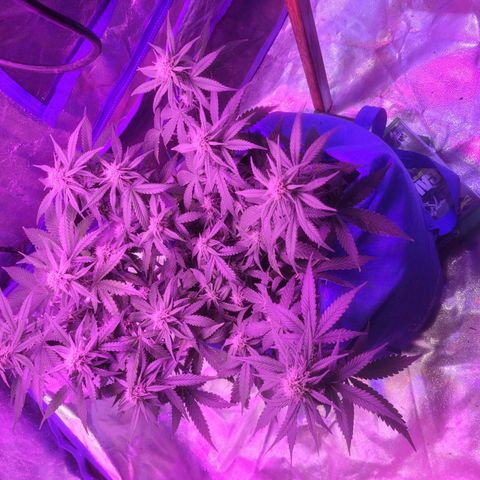 Sour deisel auto 1 growlog timeline photo