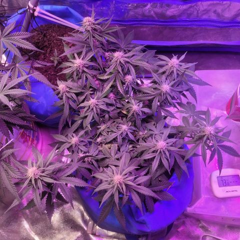 Sour deisel auto 1 growlog timeline photo