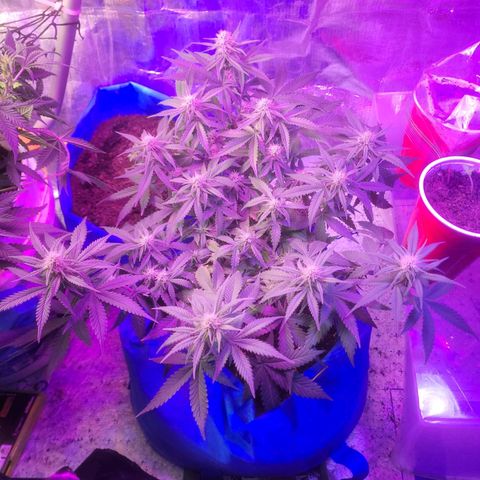 Sour deisel auto 1 growlog timeline photo