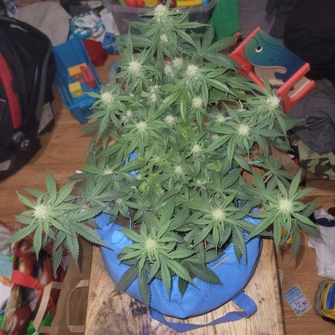 Sour deisel auto 1 growlog timeline photo