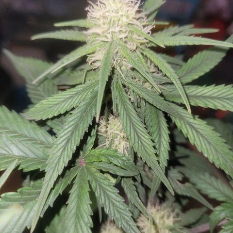 Sour deisel auto 1 growlog timeline photo