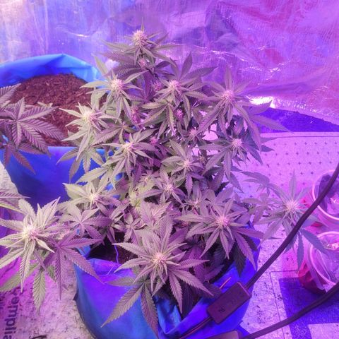 Sour deisel auto 1 growlog timeline photo