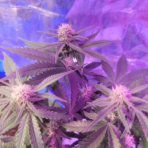 Sour deisel auto 1 growlog timeline photo