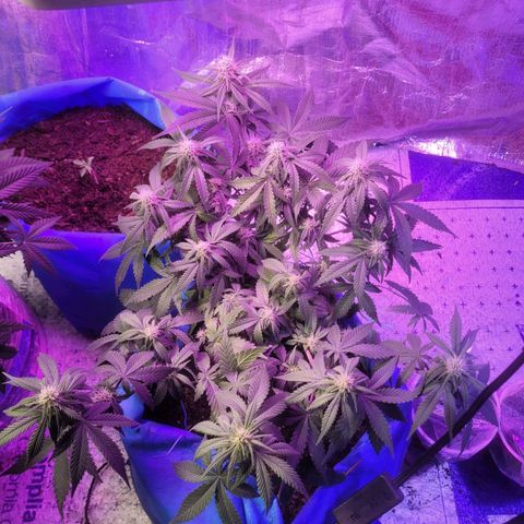 Sour deisel auto 1 growlog timeline photo