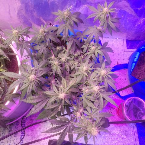 Sour deisel auto 1 growlog timeline photo