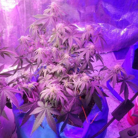 Sour deisel auto 1 growlog timeline photo