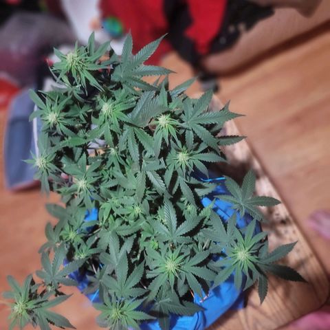 Sour deisel auto 1 growlog timeline photo