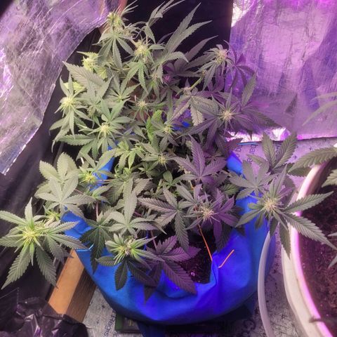Sour deisel auto 1 growlog timeline photo