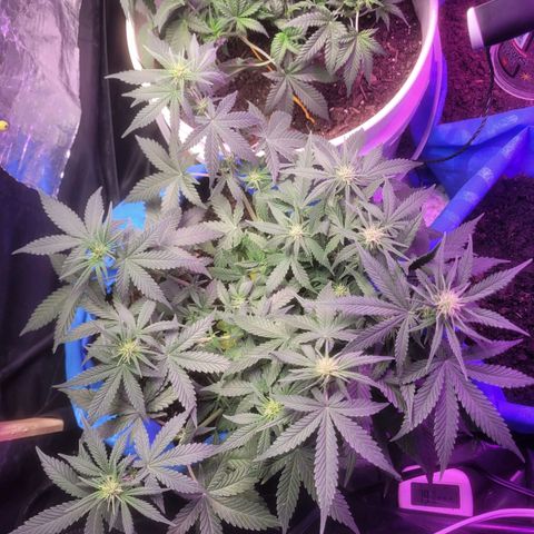 Sour deisel auto 1 growlog timeline photo