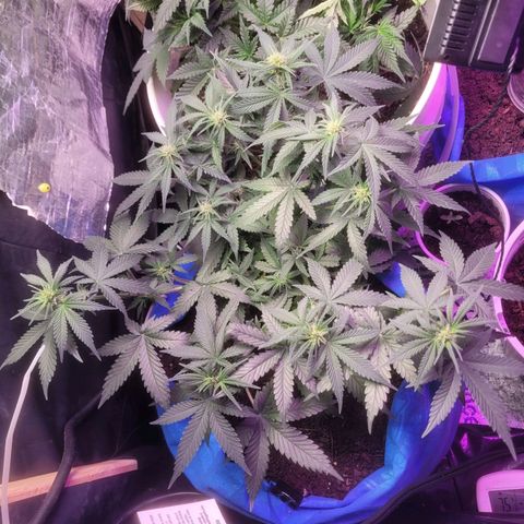 Sour deisel auto 1 growlog timeline photo