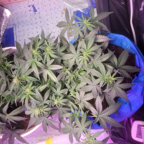 Sour deisel auto 1 growlog timeline photo