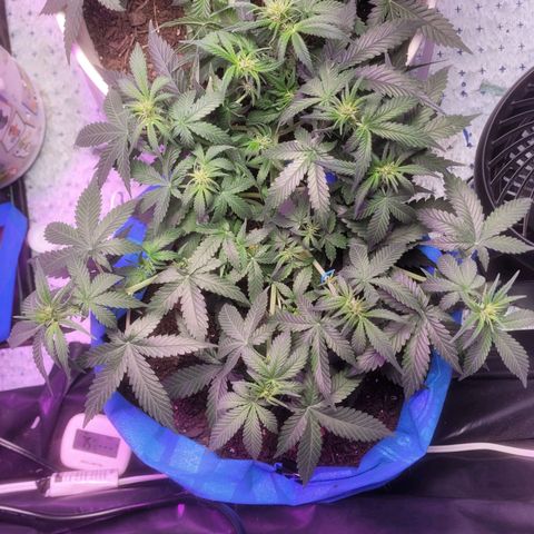 Sour deisel auto 1 growlog timeline photo