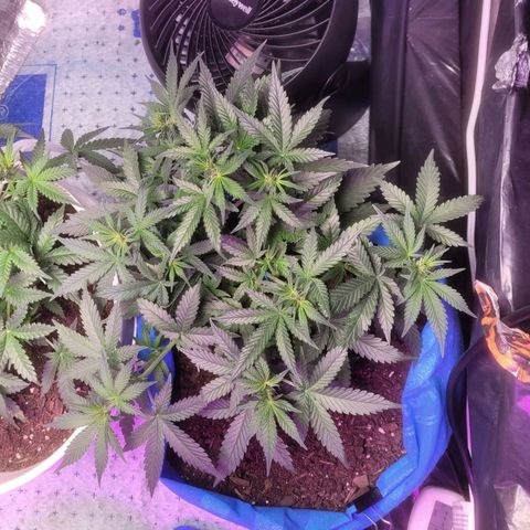 Sour deisel auto 1 growlog timeline photo