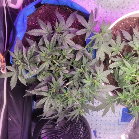 Sour deisel auto 1 growlog timeline photo