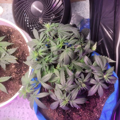 Sour deisel auto 1 growlog timeline photo