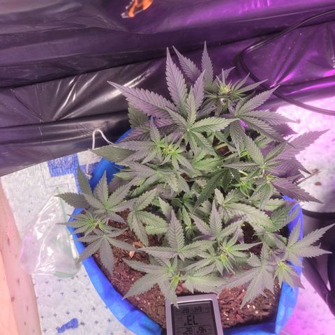 Sour deisel auto 1 growlog timeline photo