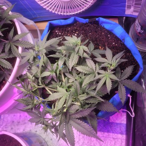 Sour deisel auto 1 growlog timeline photo