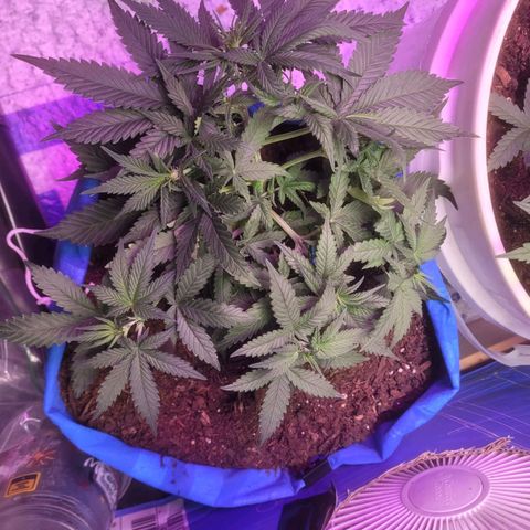 Sour deisel auto 1 growlog timeline photo
