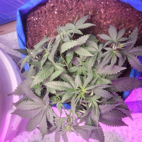 Sour deisel auto 1 growlog timeline photo