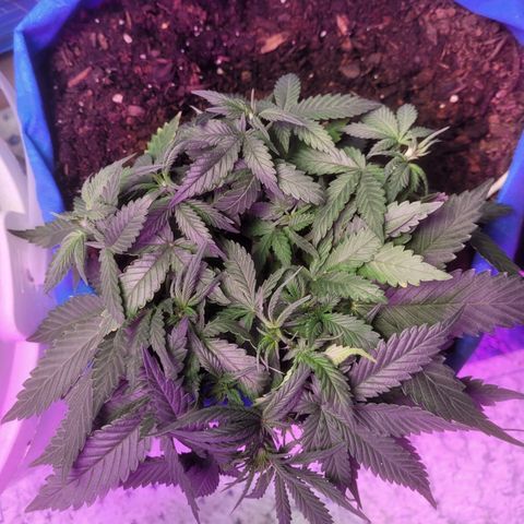 Sour deisel auto 1 growlog timeline photo