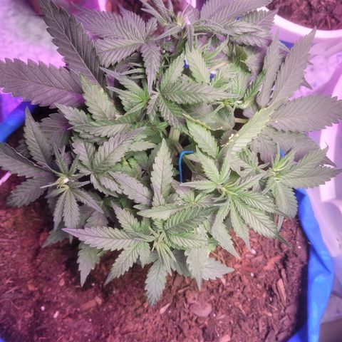 Sour deisel auto 1 growlog timeline photo