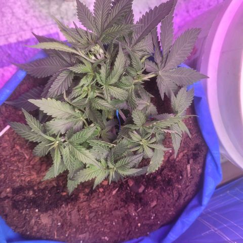 Sour deisel auto 1 growlog timeline photo