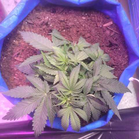 Sour deisel auto 1 growlog timeline photo