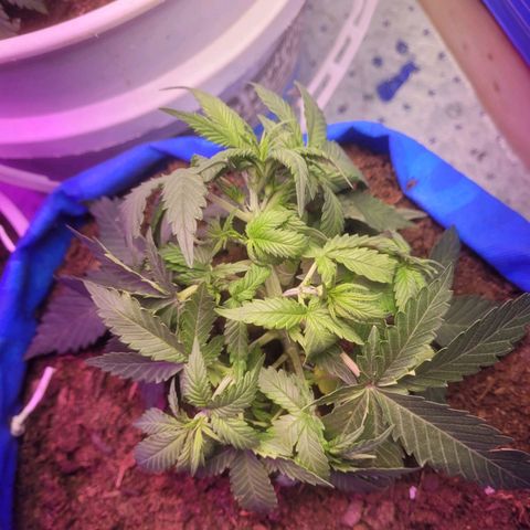 Sour deisel auto 1 growlog timeline photo