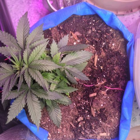 Sour deisel auto 1 growlog timeline photo