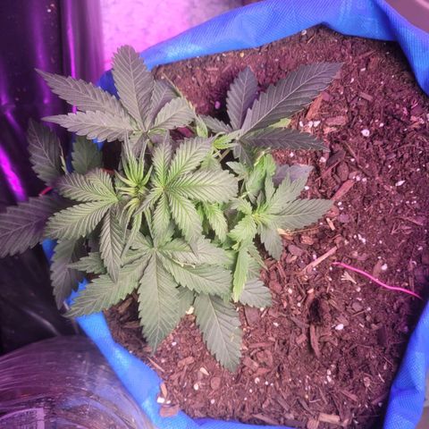 Sour deisel auto 1 growlog timeline photo