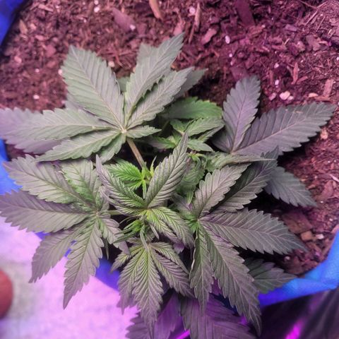 Sour deisel auto 1 growlog timeline photo