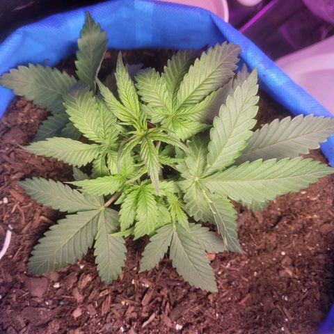 Sour deisel auto 1 growlog timeline photo