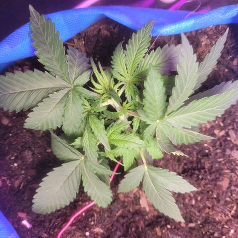 Sour deisel auto 1 growlog timeline photo