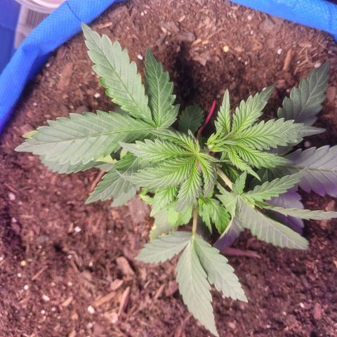 Sour deisel auto 1 growlog timeline photo